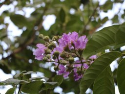 Lagerstroemia speciosa 2021